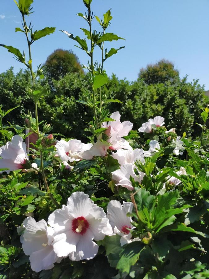 Gite Climatise L'Oisellerie Castelnou المظهر الخارجي الصورة